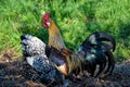 Golden Phoenix rooster on the traditional rural farmyard. Free range poultry farming Royalty Free Stock Photo