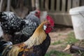 Golden Phoenix rooster on the traditional rural farmyard. Free range poultry farming Royalty Free Stock Photo