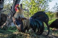 Golden Phoenix rooster on the traditional rural farmyard. Free range poultry farming Royalty Free Stock Photo