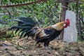 Golden Phoenix rooster on the traditional rural farmyard. Free range poultry farming Royalty Free Stock Photo