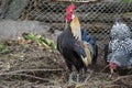 Golden Phoenix rooster on the traditional rural farmyard. Free range poultry farming Royalty Free Stock Photo