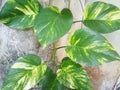 Golden Photos Devil/s Ivy House Plant Royalty Free Stock Photo