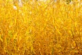 Golden ditch reed background in autumn