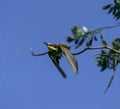 Golden pike or bee-eater Merops apiaster is one of the most colorful birds in flight