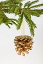 Golden pine cone on conifer branch