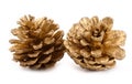 Golden pine cones