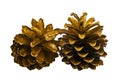 Golden pine cones isolated on white background Royalty Free Stock Photo