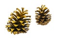 Golden pine cones isolated on white background Royalty Free Stock Photo