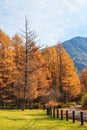 Golden pine tree forest in autumn season, Nikko, Japan Royalty Free Stock Photo