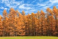 Golden pine tree forest in autumn season, Nikko, Japan Royalty Free Stock Photo