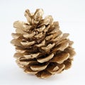 Golden pinecone. golden Christmas decoration. isolated on white background. Royalty Free Stock Photo