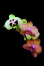 Golden pink and pale green phalaenopsis orchids on dark background Royalty Free Stock Photo
