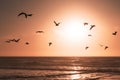 Golden-pink sunset over the sea, and silhouette of flying birds, abstract tranquil seascape Royalty Free Stock Photo