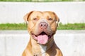 Funny Golden Pit bull terrier with their tongue out