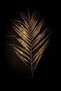 Golden plant leaf on a black background, stylish minimalistic composition with copyspace