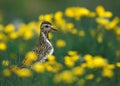 Golden plover Royalty Free Stock Photo