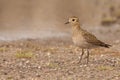 Golden Plover Royalty Free Stock Photo