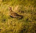 Golden Plover