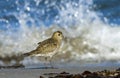 Golden Plover, Goudplevier, Pluvialis apricaria