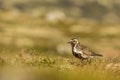 Golden plover Norway