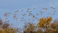 Golden Plover - Pluvialis apricaria in flight. Royalty Free Stock Photo