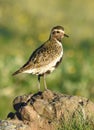 Golden Plover Royalty Free Stock Photo