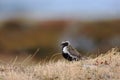 Golden plover in tundra Royalty Free Stock Photo