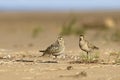 Golden plovers