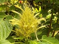 Golden Plume / Schaueria calycotricha - Otto ex Hook, Sin. Schaueria flavicoma, Justicia flavicoma / Yellow jacobinia