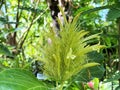 Golden Plume / Schaueria calycotricha - Otto ex Hook, Sin. Schaueria flavicoma, Justicia flavicoma / Yellow jacobinia