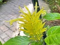 Golden Plume / Schaueria calycotricha - Otto ex Hook, Sin. Schaueria flavicoma, Justicia flavicoma / Yellow jacobinia