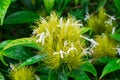 Golden plume Schaueria flavicoma flower closeup - Davie, Florida, USA