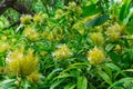 Golden plume Schaueria flavicoma flowers - Davie, Florida, USA