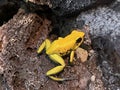 Golden poison arrow frog Phyllobates terribilis, Golden poison frog, Golden dart frog, Der Schreckliche Pfeilgiftfrosch