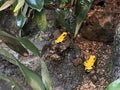 Golden poison arrow frog Phyllobates terribilis, Golden poison frog, Golden dart frog, Der Schreckliche Pfeilgiftfrosch