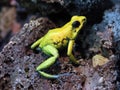 Golden poison arrow frog Phyllobates terribilis, Golden poison frog, Golden dart frog, Der Schreckliche Pfeilgiftfrosch