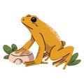 Golden poison dart, arrow frog sit on stone, grass. Small venomous froggy, dangerous rainforest toad. Amphibian with Royalty Free Stock Photo