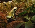 Golden Poison Dart Frog