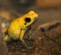 Golden poison dart frog Royalty Free Stock Photo