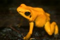 Golden Poison Dart Frog Royalty Free Stock Photo