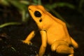 Golden Poison Dart Frog Royalty Free Stock Photo