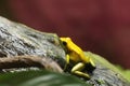 Golden Poison Dart Frog Phyllobates terribilis