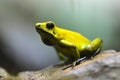 Golden poison dart frog Phyllobates terribilis in rainforest.