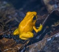 Golden poison dart frog Phyllobates terribilis. Tropical frog living in South America Royalty Free Stock Photo