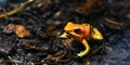 Golden poison dart frog. Tropical frog living in South America Royalty Free Stock Photo