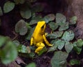 Golden poison dart frog (Phyllobates terribilis). Royalty Free Stock Photo