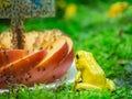 Golden poison dart frogs are starring at the flies on apples and on glue sticks Royalty Free Stock Photo