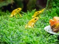 Golden poison dart frogs are starring at the flies on apples and on glue sticks Royalty Free Stock Photo