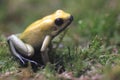 Golden poison frog
