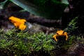 Golden poison frog close up Phyllobates terribilis